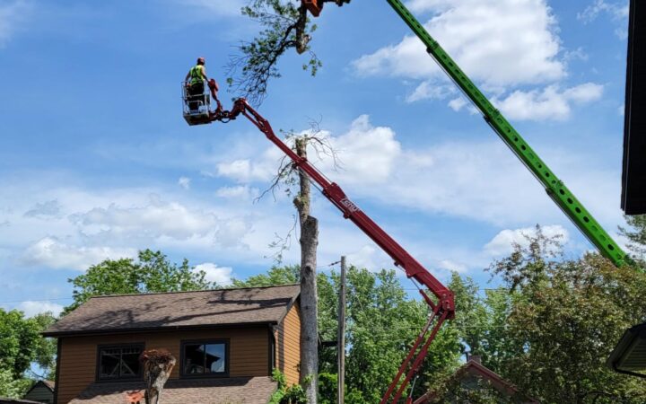 Diseased or Infested Tree Removal