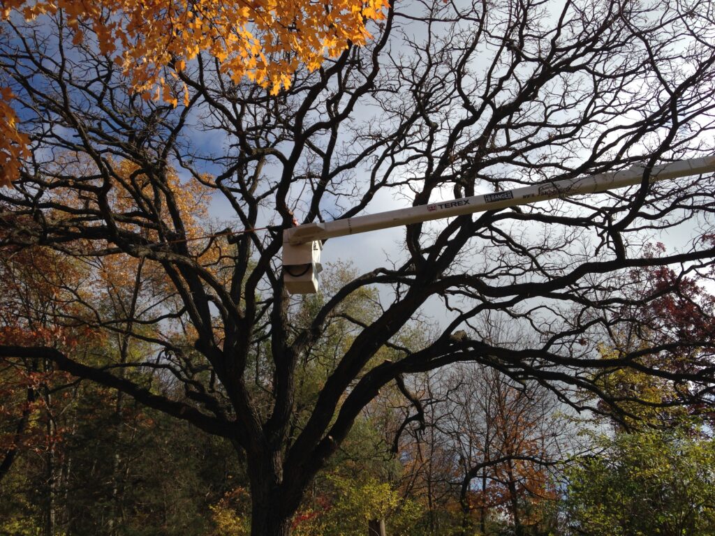 Person in raised bucket pruning an oak tree with a pole saw in River Falls, WI.