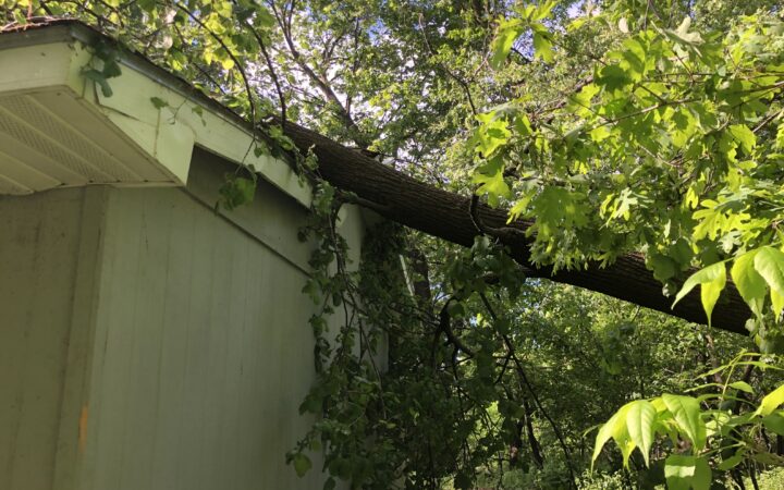 Storm-Damaged Tree Removal