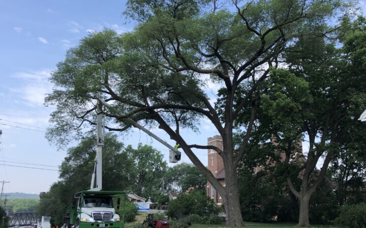 Man in bucket truck pruning a large walnut tree on Orange St. in Prescott, WI.