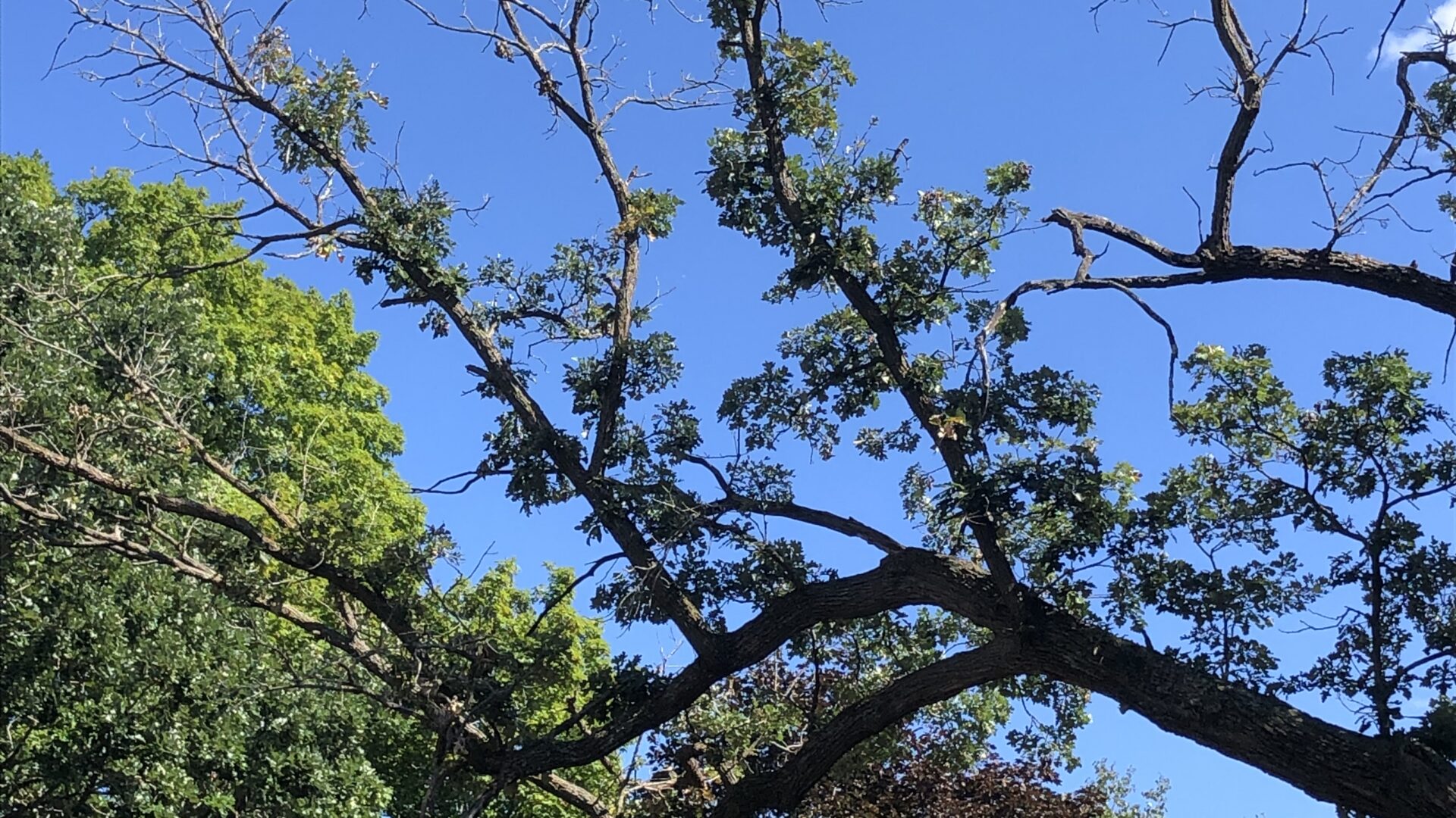 Oak tree with dead branches