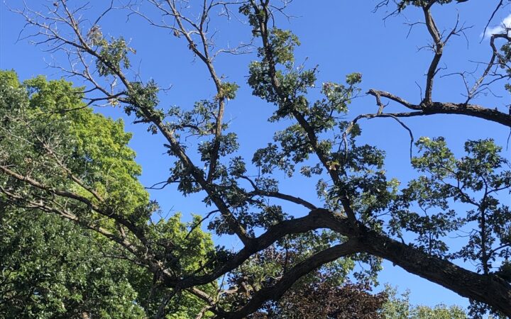 Oak tree with dead branches