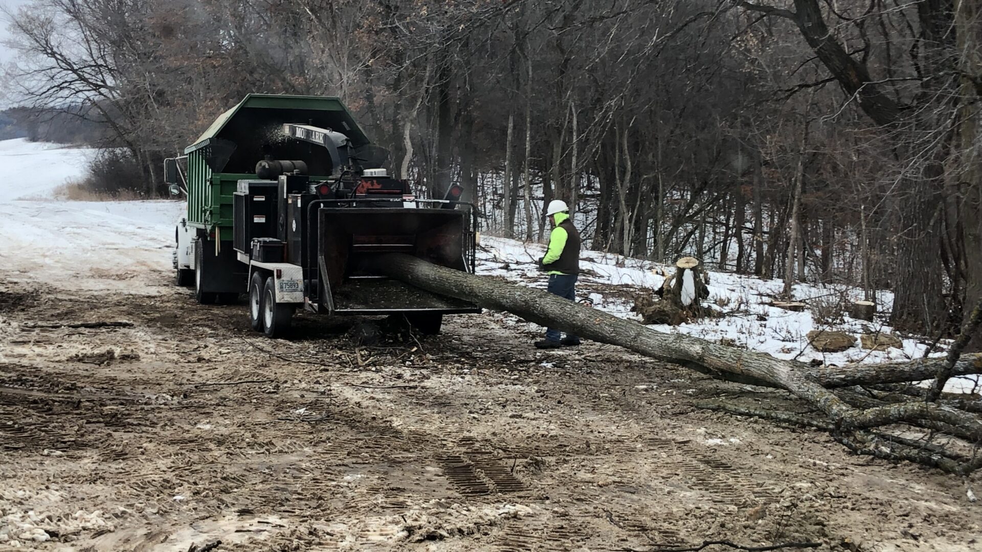Tree going through wood chipper to clear a fence line in River Falls, WI near the St. Croix River.