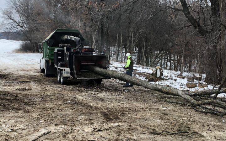 Tree going through wood chipper to clear a fence line in River Falls, WI near the St. Croix River.