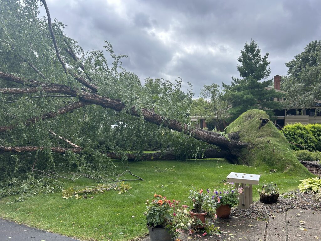 River birch uprooted due to storm in Hudson, WI.