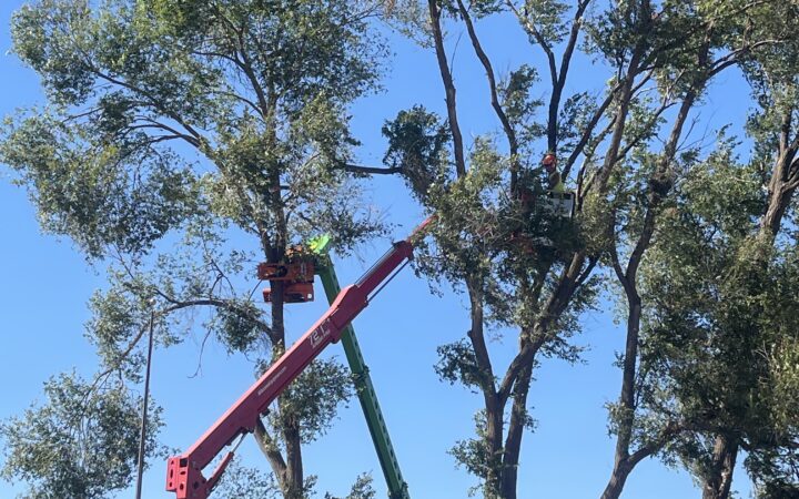 Standard Tree Removal