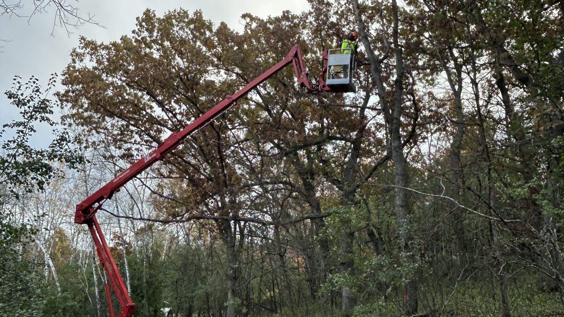 Man in spider lift cutting down a dead oak tree in River Falls, WI.