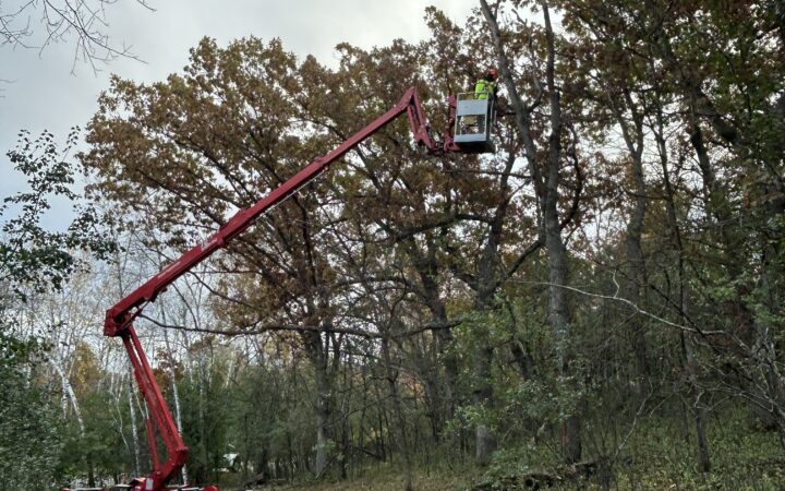 Man in spider lift cutting down a dead oak tree in River Falls, WI.