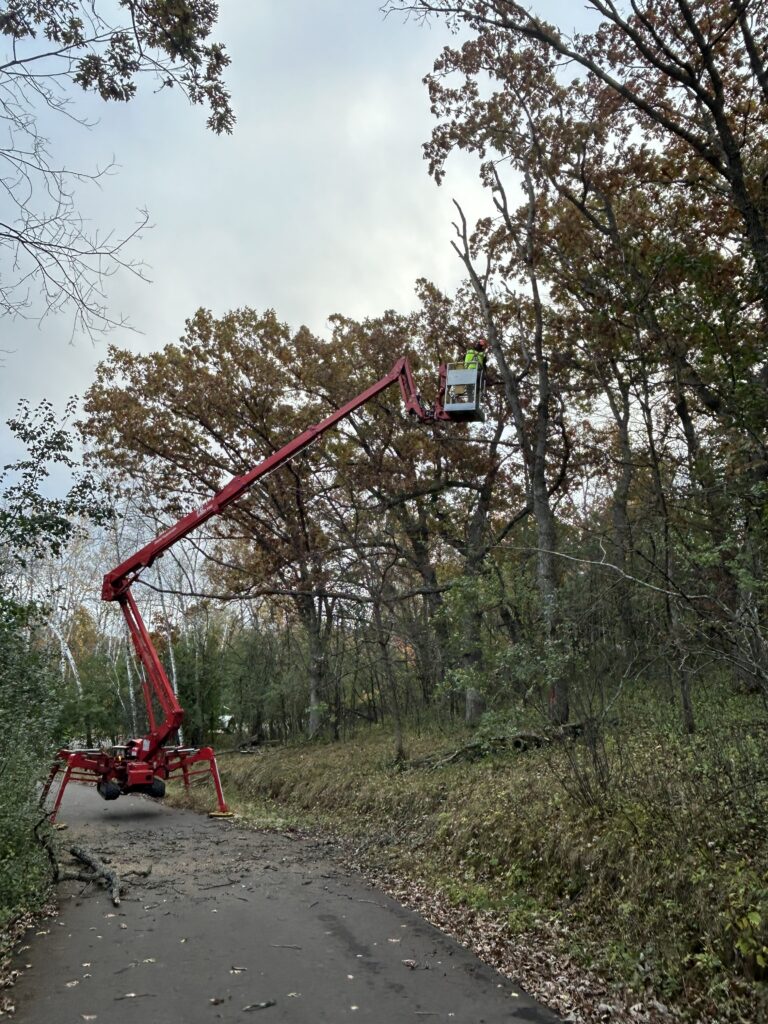 Man in spider lift cutting down a dead oak tree in River Falls, WI.