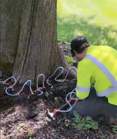 Person installing injectors in a tree trunk to prevent diseases.